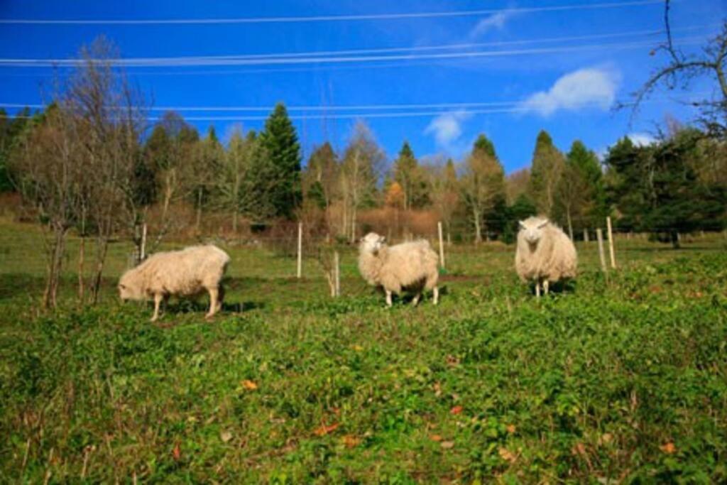 Appartement Dans Vielle Ferme Au Coeur Des Vosges Plainfaing Zewnętrze zdjęcie